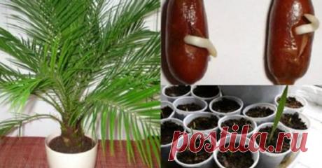Как вырастить финиковую пальму из косточки. Простая инструкция. 
В настоящее время комнатная пальма пользуется большой популярностью, поскольку растение выглядит великолепно и престижно, однако цены на такое великолепие кусаются. Что делать, если хочется экзотичес…