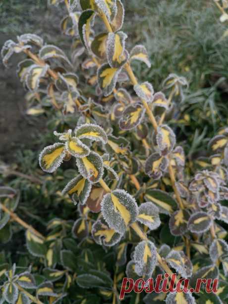 Бересклет Форчуна «Солнечное пятно» (Euonymus fortunei «Sunspot») зимой