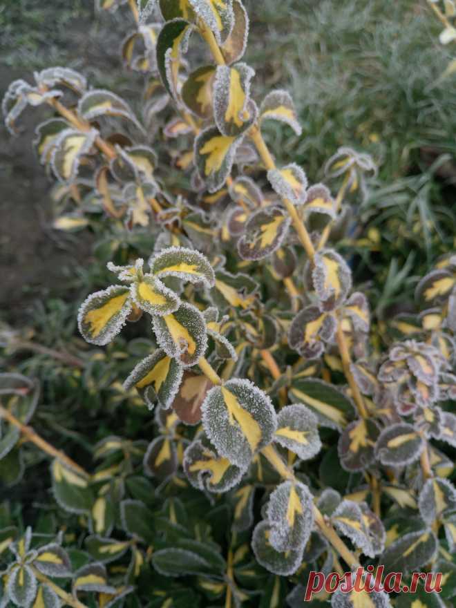 Бересклет Форчуна «Солнечное пятно» (Euonymus fortunei «Sunspot») зимой
