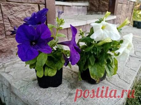 Петуния будет цвести пышными шапками весь сезон: 4 секрета, о которых вы точно не знали. Дешёвые семена часто дают слабые всходы, которые отстают в росте. 