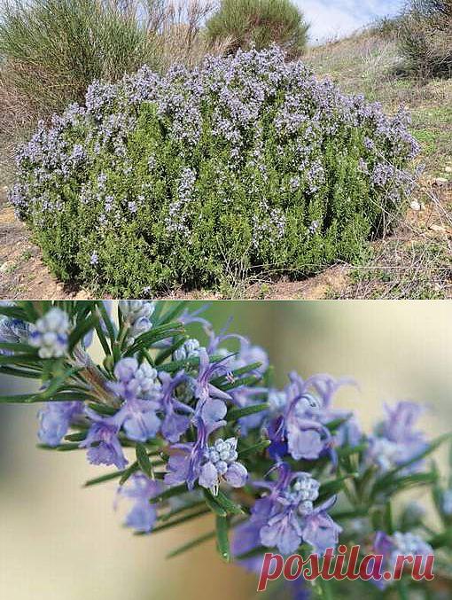 Розмарин лекарственный.