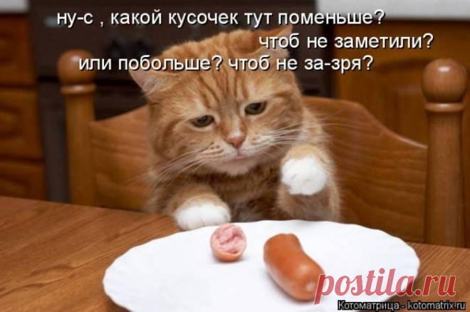 Лучшие котоматрицы недели / Питомцы