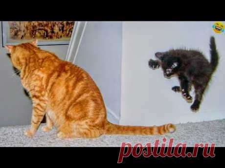 Funny ANIMALS videos😊 Funniest CATS🐱 and DOGS🐶 2024