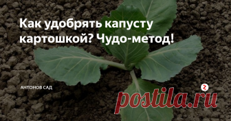 Как удобрять капусту картошкой? Чудо-метод! Я получаю отличный урожай тугих кочанов капусты – и все благодаря картофелю! Выращивание капусты в открытом грунте возможно только рассадным способом.
Высадка семян
Перед посевом семена 20 минут выдерживаю в теплой воде. Затем подсушиваю и сею на глубину 1 см, через каждые 5–6 см.
До появления всходов температура воздуха должна быть около 18°С. Когда семена прорастут, температуру опускаю до 7°С.