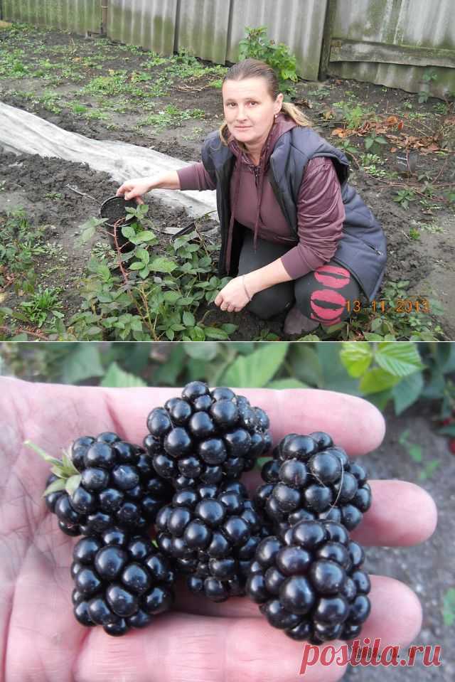 Мои 28 сортов ЕЖЕВИКИ.
