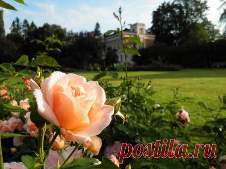 Rosa `Geisha` | Flickr - Photo Sharing!