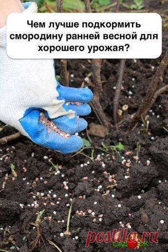 Чем лучше подкормить кусты смородины ранней весной для хорошего урожая? | Садоёж