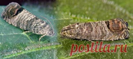 Об эффективных способах борьбы с плодожоркой от опытного садовода — 6 соток