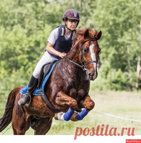 Сан Саныч. Конкур - Фотосайт Rasfokus.ru