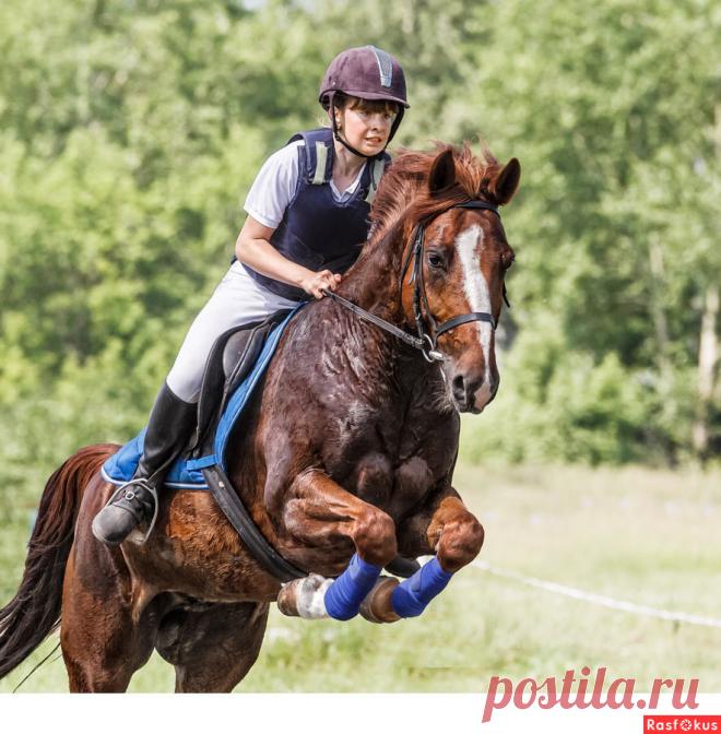 Сан Саныч. Конкур - Фотосайт Rasfokus.ru