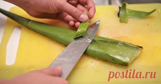 Алоэ вера — домашний доктор на подоконнике: 18 причин забыть об аптечных препаратах!