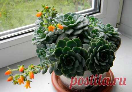 Комнатное растение Эхеверия (Echeveria). Род включает более 200 видов, произрастающих в Мексике, Центральной и Южной Америке, Плотные мясистые листья эхеверий собраны в компактную розетку, диаметр которой у эхеверии металлической (E.metallica) достигает 30-40 см, а у эхеверии сизой (E.glauca) - всего 6-10 см. Во время цветения над розетками поднимаются длинные цветоносы, несущие кистевидные соцветия. Дочерние растения образуются из почек, закладывающихся в основании листьев.