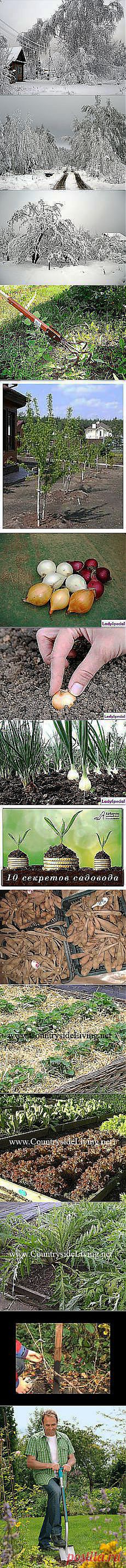 Александр Белугин: Сад и огород | Постила.ru