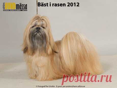 SHIH TZU Domare: STAFBERG CARL GUNNAR  SE UCH TANBELL'S QUO VADIS Ägare: LINDQVIST EWA MARIE, TYRESÖ Uppfödare: SARMELL SUSANNE, VENDELSÖ