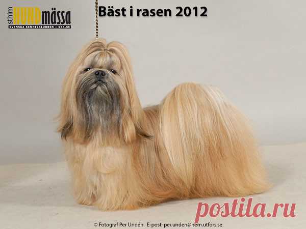 SHIH TZU Domare: STAFBERG CARL GUNNAR  SE UCH TANBELL'S QUO VADIS Ägare: LINDQVIST EWA MARIE, TYRESÖ Uppfödare: SARMELL SUSANNE, VENDELSÖ