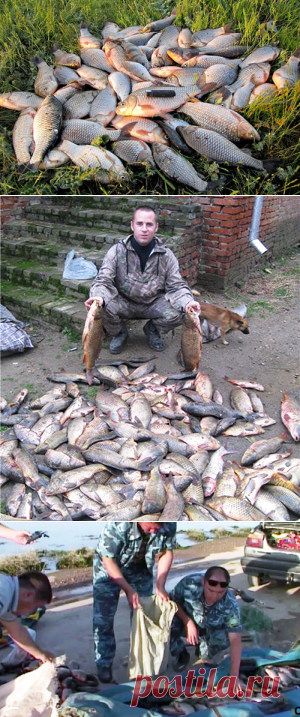 Рыбнадзор. Новости Рыбного Хозяйства РФ