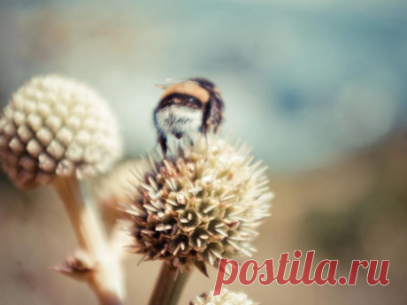 Запретный список для садовода: растения, которые гарантируют шершневое нашествие | Садовые фантазии | Дзен