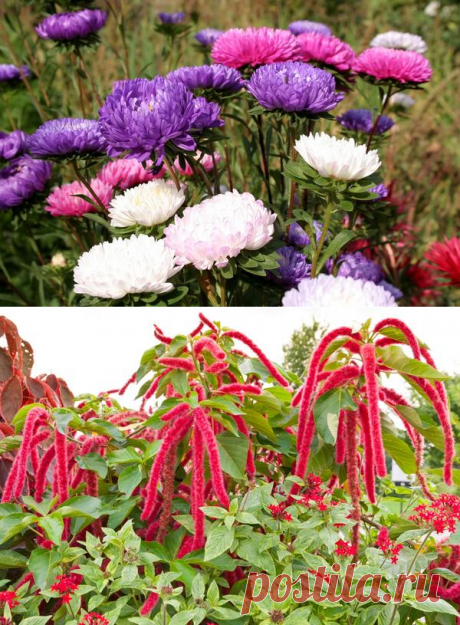 15 цветочных культур, которые нужно посеять на рассаду в апреле / рассада / 7dach.ru