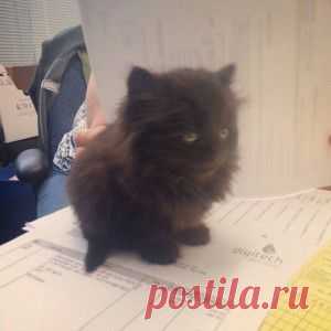 Смешные коты и кошки