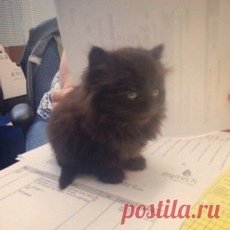 Смешные коты и кошки
