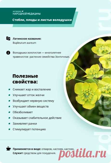 Володушка золотистая