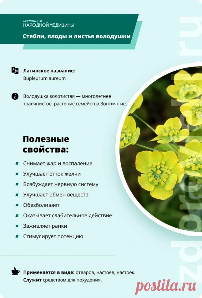Володушка золотистая
