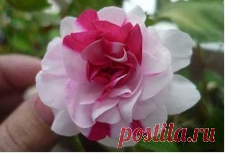 Чем болеет бальзамин: лечение и уход после обработки - медиаплатформа МирТесен Какими бы неприхотливыми не были бальзамины комнатные, болезни не обходят их стороной. Самый опасный для них вредитель – паутинный клещ. Нередко молодые листья деформируются после пагубной деятельности трипсов. Причина нашествия вредителей и развития болезней кроется в ошибках ухода. Их важно