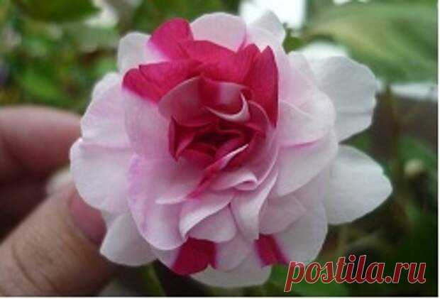 Чем болеет бальзамин: лечение и уход после обработки - медиаплатформа МирТесен Какими бы неприхотливыми не были бальзамины комнатные, болезни не обходят их стороной. Самый опасный для них вредитель – паутинный клещ. Нередко молодые листья деформируются после пагубной деятельности трипсов. Причина нашествия вредителей и развития болезней кроется в ошибках ухода. Их важно