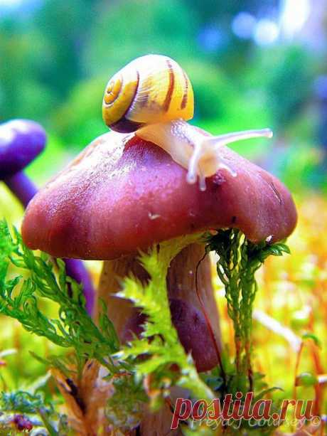 (35) I suspect this is Boletus subluridellus. Location: North America. Edibility: Poisonous/Suspect. Fungus colour: Red or redish or pink. Normal size: …
