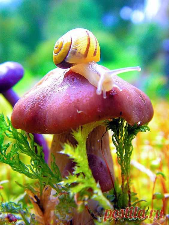 (35) I suspect this is Boletus subluridellus. Location: North America. Edibility: Poisonous/Suspect. Fungus colour: Red or redish or pink. Normal size: …