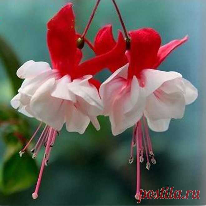 Egrow 10Pcs Fuchsia Фонари Цветочные сады Сад Балкон Бегония Белые горшки Цветочные семена