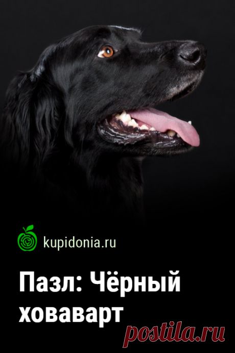 Пазл: Чёрный ховаварт. Красивый пазл из серии «Пазлы с собаками». Собирай пазлы онлайн!