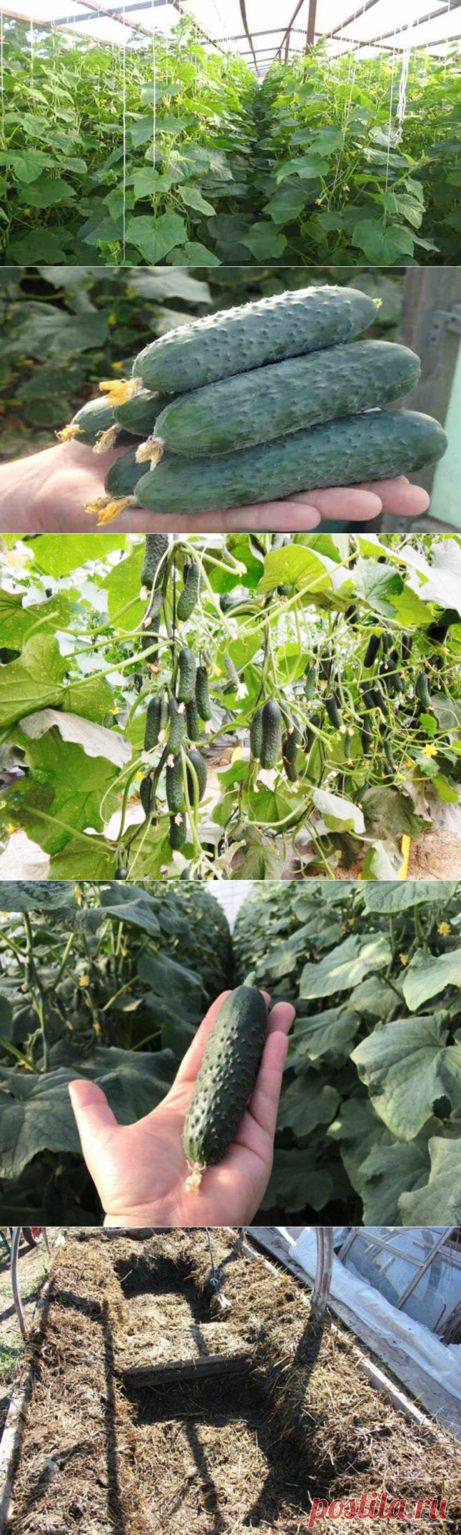 Огурец Северин характеристики и описание сорта с отзывами и фото