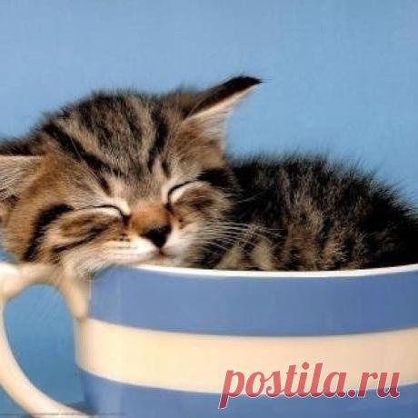 kitten_lover101