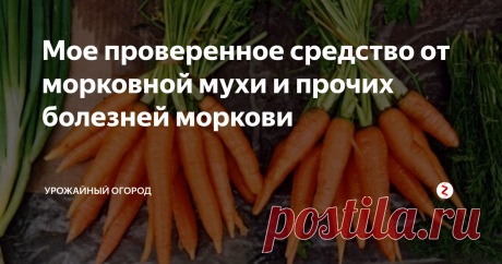 Мое проверенное средство от морковной мухи и прочих болезней моркови Добрый день, огородники и садоводы!
сегодня поделюсь с вами проверенным средством от морковной мухи, а также прочих болезней моркови - гнили, инфекций.
Не забывайте подписываться на Урожайный огород! Ставьте палец вверх и оставляйте комментарии - как вы боретесь с морковными болезнями?
Я делаю несколько прореживаний моркови. Это очень важно. И вот на втором прореживании нужно полить морковь специа