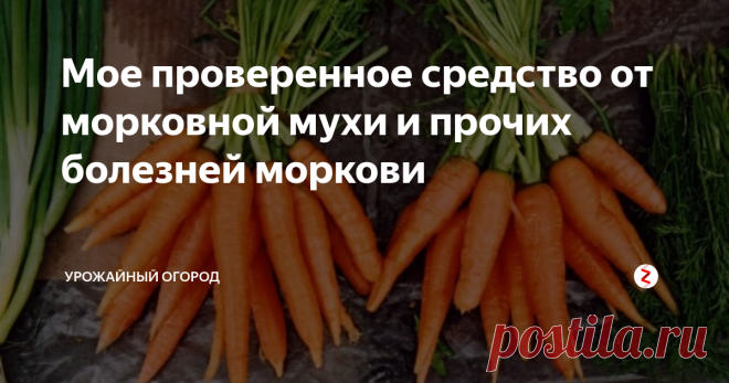 Мое проверенное средство от морковной мухи и прочих болезней моркови Добрый день, огородники и садоводы!
сегодня поделюсь с вами проверенным средством от морковной мухи, а также прочих болезней моркови - гнили, инфекций.
Не забывайте подписываться на Урожайный огород! Ставьте палец вверх и оставляйте комментарии - как вы боретесь с морковными болезнями?
Я делаю несколько прореживаний моркови. Это очень важно. И вот на втором прореживании нужно полить морковь специа