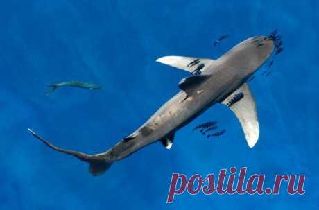 Длиннокрылая акула (лат. Carcharhinus longimanus) — акула отряда Кархаринообразных. 
Достигает 3,5-4 метра в длину, но чаще встречаются особи длиной до 1,5-2 метров и весом 20—60 кг. Размножается путемживорождения, принося пять-семь детёнышей длиной до 40 см. 
Известны случаи нападения длиннокрылых акул на людей со смертельным исходом, однако эти случаи крайне редки, так как акулы редко подходят к берегу.