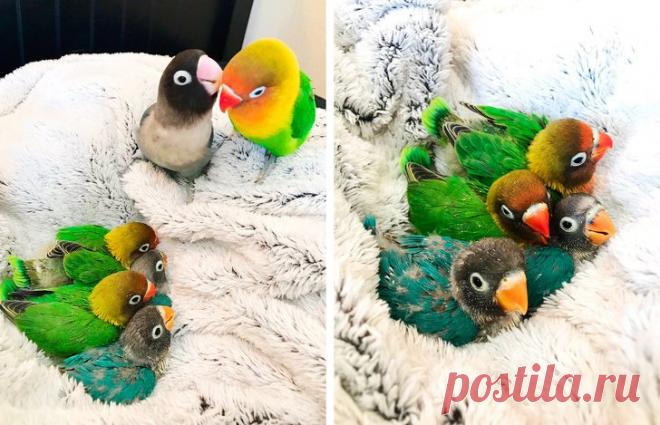 Милые фото из жизни домашних животных