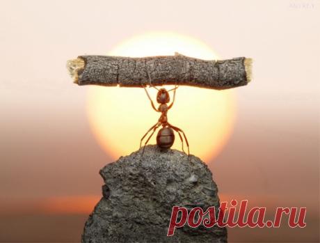 13 животных, доказывающих, что размер не имеет значения - Удивительный Мир Животных