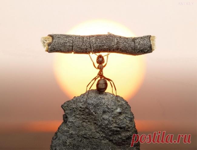 13 животных, доказывающих, что размер не имеет значения - Удивительный Мир Животных