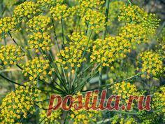 Укроп взойдет через 3 дня! Бабушкина хитрый метод | Дачный сезон | Яндекс Дзен