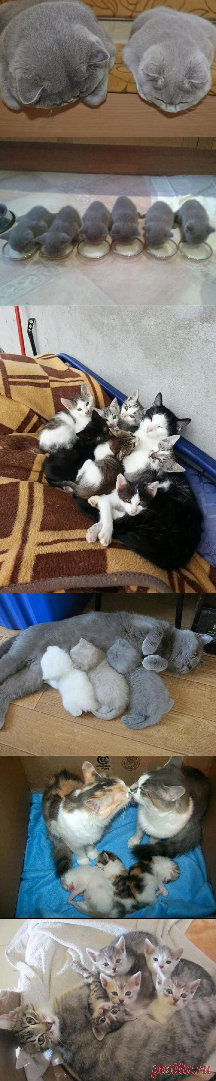 Несколько мамочек-кошек, которые явно гордятся своими котятами