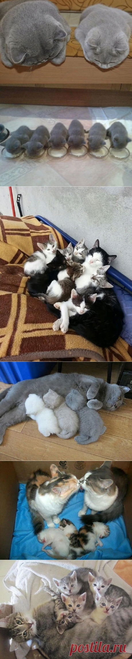 Несколько мамочек-кошек, которые явно гордятся своими котятами