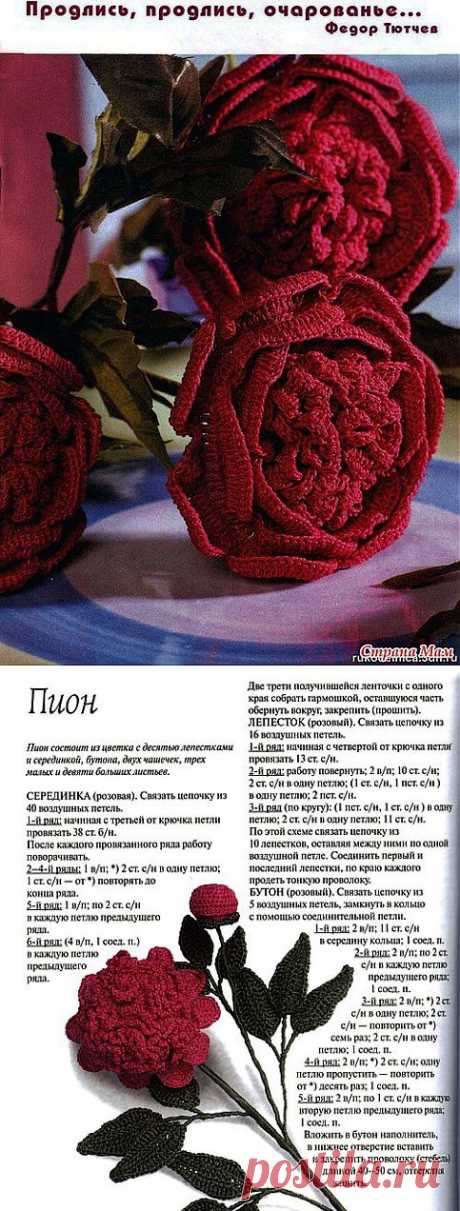 Пион крючком.