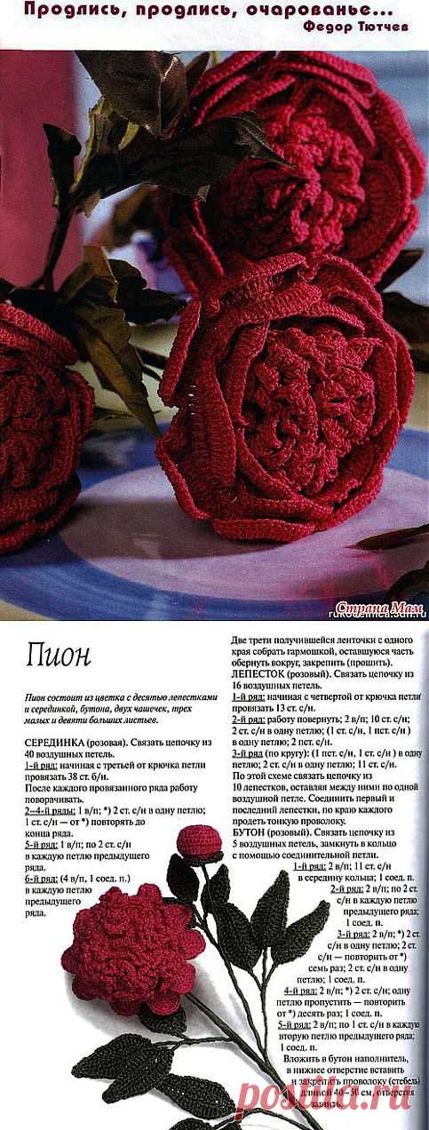 Пион крючком.