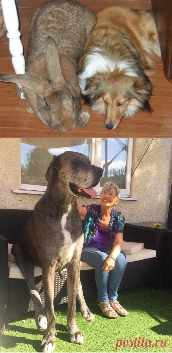 17 животных настолько больших размеров, что в их существование так сразу и не поверишь