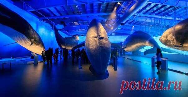 Музей китов в Рейкьявике