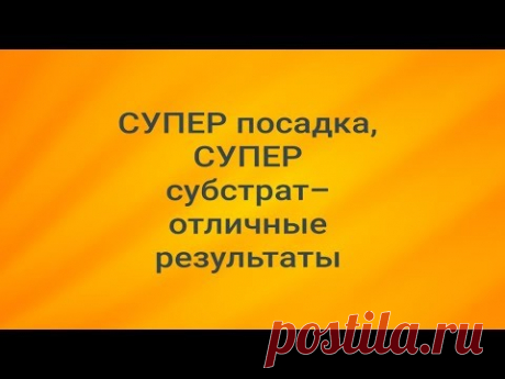 Альтернативный субстрат для орхидей: МЕГА результат 💥 после 5 мес.тестирования - YouTube