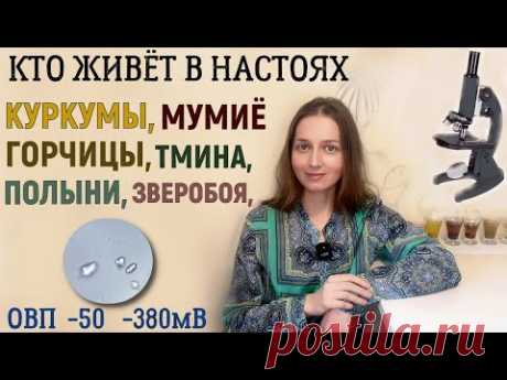 Настои под микроскопом: горчица, куркума, полынь, пижма, зверобой, тмин, мумие...
