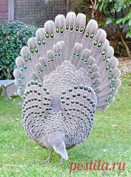Grey Peacock Pheasant